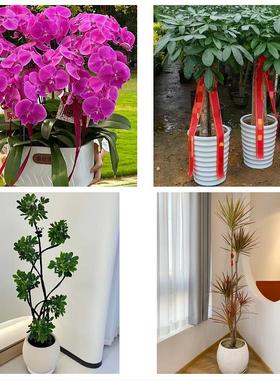 上饶市铅山横峰县弋阳余干县同城鲜花店配送开业绿植发财树天堂鸟