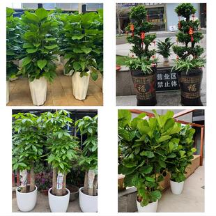 福州市鼓楼台江区仓山马尾区同城绿植花卉送发财树绿萝柱公司开业