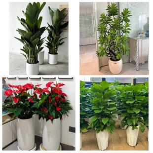 送大庆市红岗区大同区肇州县同城绿植花卉送发财树绿萝柱公司开业