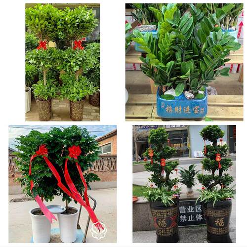 深圳罗湖区黄贝东门南湖桂园同城绿植花卉送发财树绿萝柱公司开业