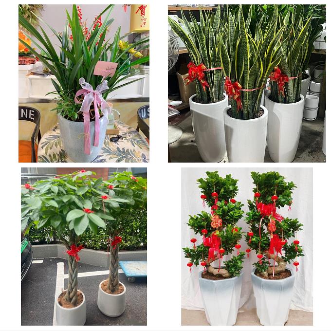 运城市盐湖区临猗万荣闻喜县同城绿植盆栽花店开业送发财树幸福树