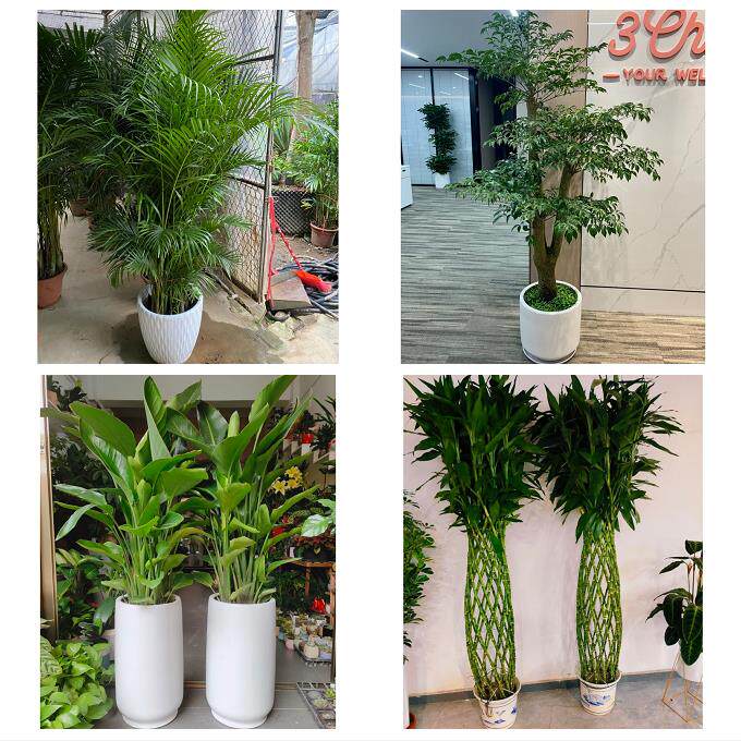 发财树招财树送朋友公司开业湘潭市雨湖岳塘区九华湘潭县同城花店