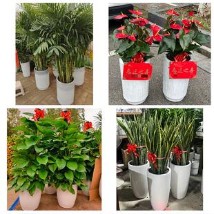 发财树绿萝柱送朋友公司开业双鸭山市集贤友谊宝清饶河县同城花店