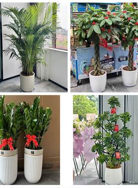 东莞市石碣石龙镇茶山石排镇同城绿植花卉送发财树绿萝柱公司开业