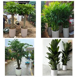 大理州弥渡南涧巍山县永平县同城绿植花卉送发财树绿萝柱公司开业
