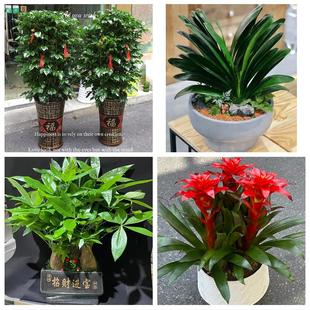 河南信阳市新县商城县固始县同城花店乔迁入新居开业绿植送发财树