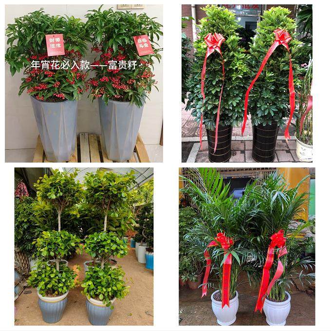 漳州市南靖平和华安县龙海市同城鲜花店配送开业绿植发财树天堂鸟