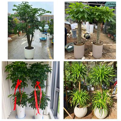 阜新市海州新邱太平清河门区同城绿植花卉送发财树绿萝柱公司开业
