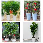 发财树招财树送朋友公司开业上海长宁区新华周家桥天山路同城花店