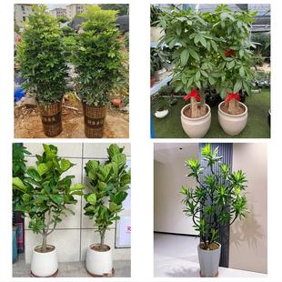 常德市安乡汉寿县武陵鼎城区同城花店乔迁入新居开业绿植送发财树