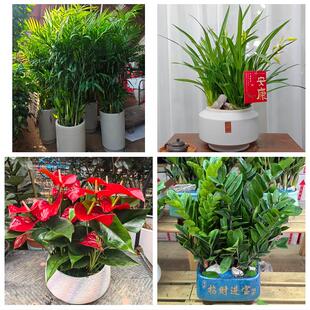 南阳市唐河新野桐柏县邓州市同城绿植花卉送发财树绿萝柱公司开业
