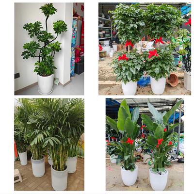 发财树绿萝柱送朋友公司开业信阳市浉河平桥区罗山光山县同城花店