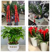 发财树招财树送朋友公司开业天津西于庄双环邨咸阳北路街同城花店