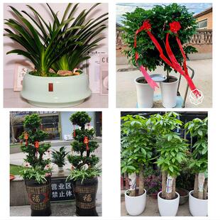 送宜宾市筠连县兴文县屏山县同城绿植花卉送发财树绿萝柱公司开业