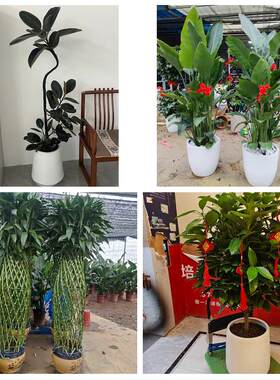 发财树绿萝柱送朋友公司开业重庆市万州区高笋塘太白牌楼同城花店