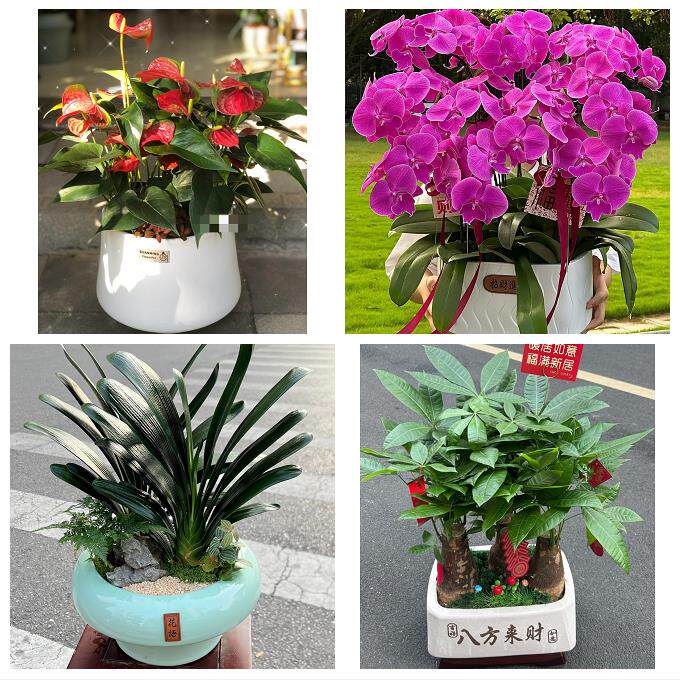 贵阳市南明云岩区花溪乌当区同城鲜花店配送开业绿植发财树天堂鸟