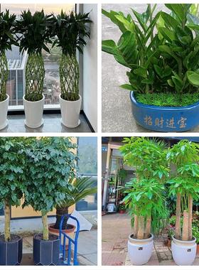 送厦门市思明区海沧区湖里区同城花店金钱发财树乔迁开业绿植盆栽