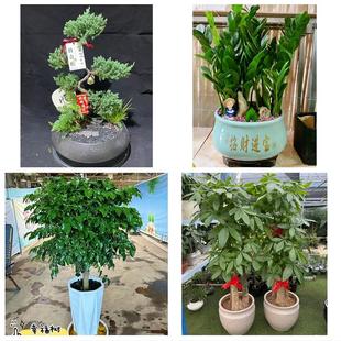 阳江阳东江城区阳西县阳春市同城花店乔迁入新居开业绿植送发财树