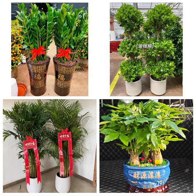 发财树绿萝柱送朋友公司开业防城港港口防城区上思县东兴同城花店