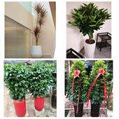 发财树招财树送朋友公司开业沧州市南皮吴桥县献县孟村县同城花店