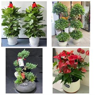 巴中巴州恩阳区通江南江平昌同城花店乔迁入新居开业绿植送发财树