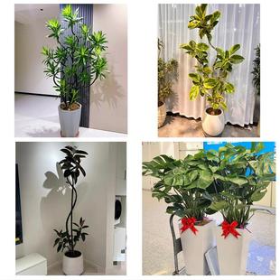 榆林市佳县吴堡县清涧子洲县同城花店乔迁入新居开业绿植送发财树