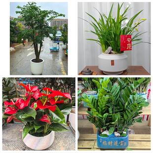 送朝阳市喀左县北票市凌源市同城绿植花卉送发财树绿萝柱公司开业