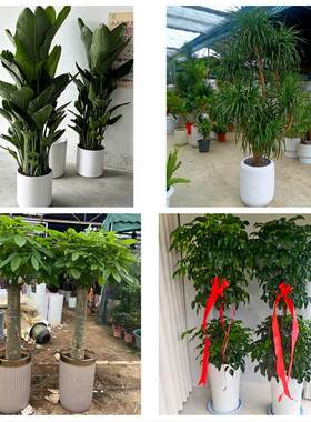 哈尔滨市松北香坊呼兰阿城区同城绿植花卉送发财树绿萝柱公司开业