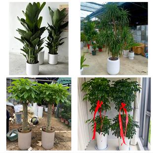 哈尔滨市松北香坊呼兰阿城区同城绿植花卉送发财树绿萝柱公司开业