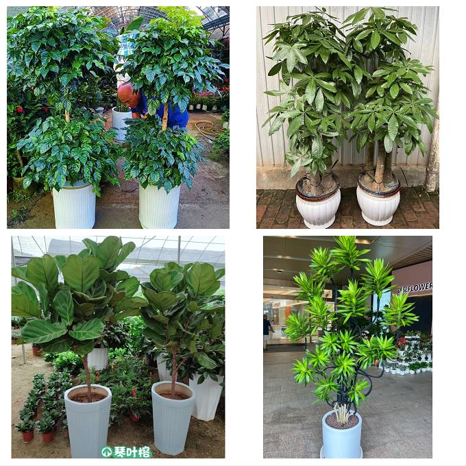 七台河新兴茄子河区桃山勃利同城绿植盆栽花店开业送发财树幸福树