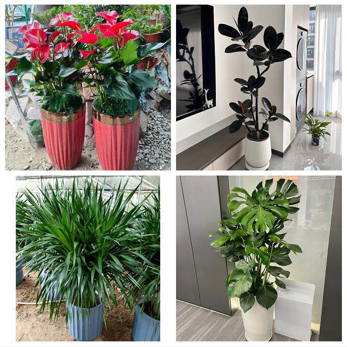 发财树招财树送朋友公司开业中卫市沙坡头区中宁县海原县同城花店