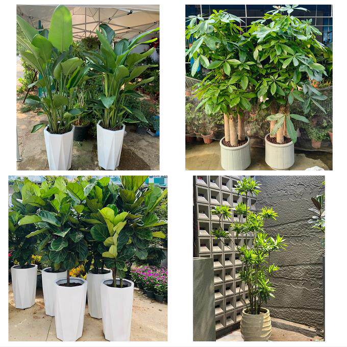 宁波市海曙江东区江北北仑区同城鲜花店配送开业绿植发财树天堂鸟