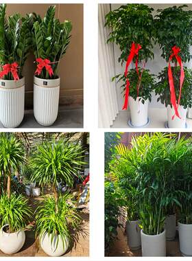 荆州市江陵县石首洪湖松滋市同城绿植花卉送发财树绿萝柱公司开业