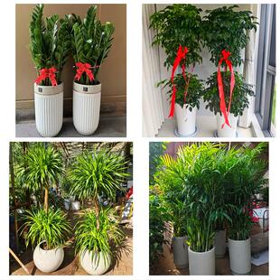 荆州市江陵县石首洪湖松滋市同城绿植花卉送发财树绿萝柱公司开业