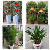 发财树招财树送朋友公司开业泸州市泸县合江县叙永古蔺县同城花店