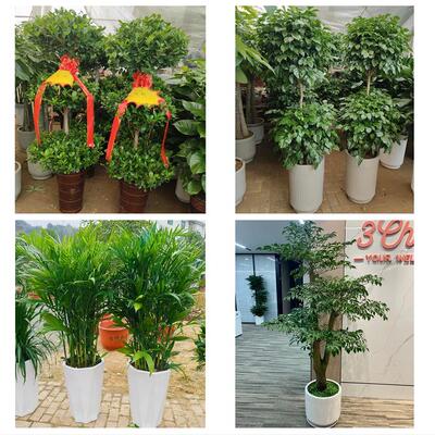 发财树招财树送朋友公司开业驻马店市正阳县确山县泌阳县同城花店