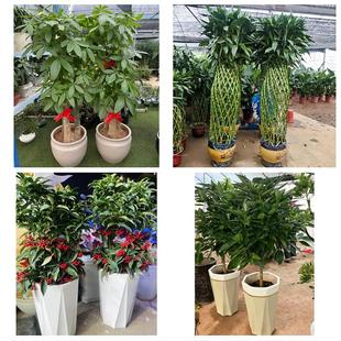 送资阳市雁江区安岳县乐至县同城花店乔迁入新居开业绿植送发财树