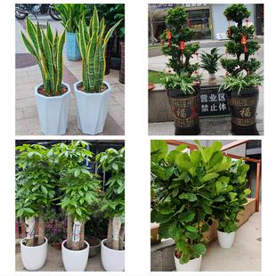 九江市彭泽县瑞昌市共青城市同城绿植花卉送发财树绿萝柱公司开业