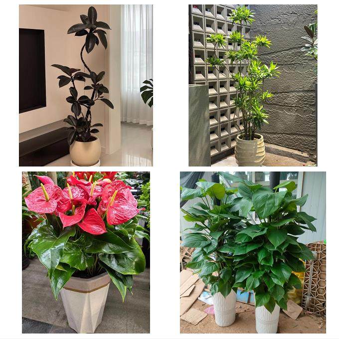 南充市顺庆高坪嘉陵区阆中市同城鲜花店配送开业绿植发财树天堂鸟