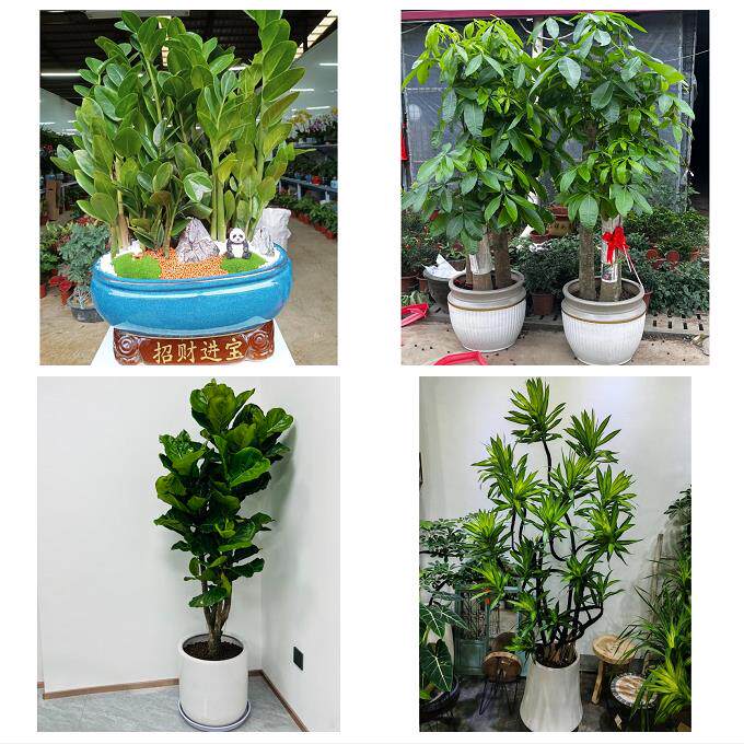 发财树招财树送朋友公司开业防城港港口防城区上思县东兴同城花店
