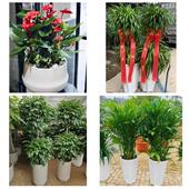 发财树招财树送朋友公司开业茂名茂南电白区高州化州信宜同城花店