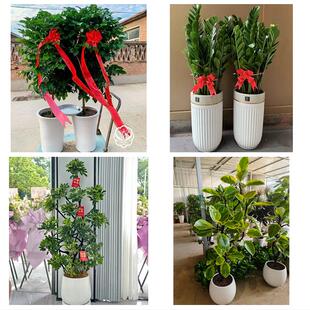 送临夏州临夏市康乐县永靖县同城绿植花卉送发财树绿萝柱公司开业