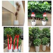 发财树招财树送朋友公司开业张家口万全崇礼区张北康保县同城花店