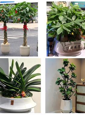 福建厦门市思明区海沧区湖里区同城花店送发财树公司店铺开业绿植