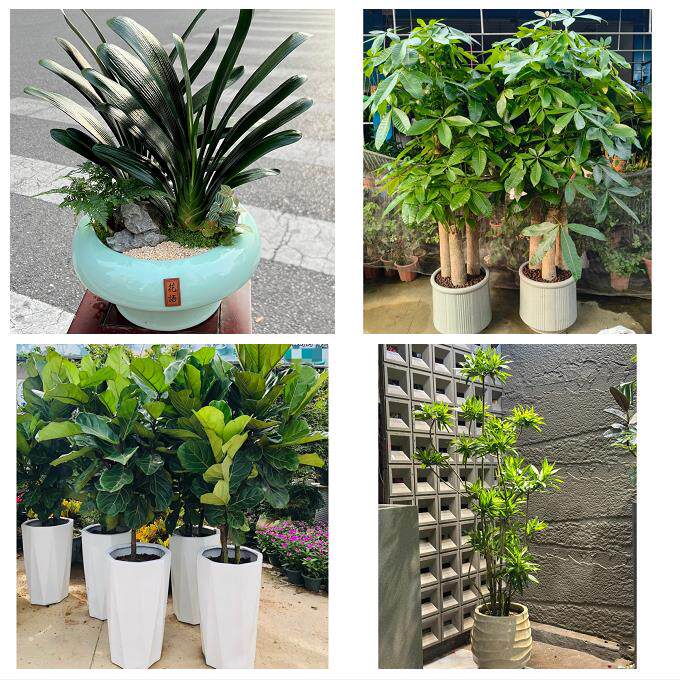 送济南市历下区市中区槐荫区同城鲜花店配送开业绿植发财树天堂鸟