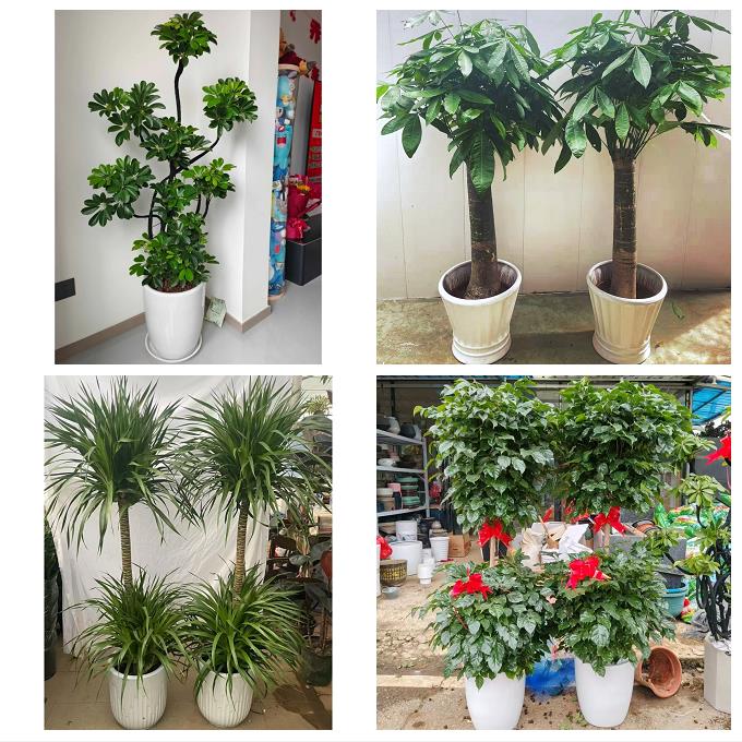 发财树绿萝柱送朋友公司开业宁夏省吴忠市同心县青铜峡市同城花店