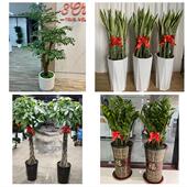 发财树招财树送朋友公司开业上海市浦东花木申港川沙新镇同城花店