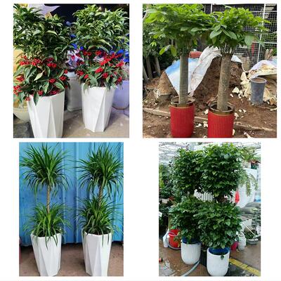 三明市梅列三元区明溪清流县同城花店乔迁入新居开业绿植送发财树