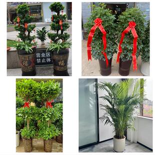 天津市南开区广开万兴学府街同城绿植花卉送发财树绿萝柱公司开业