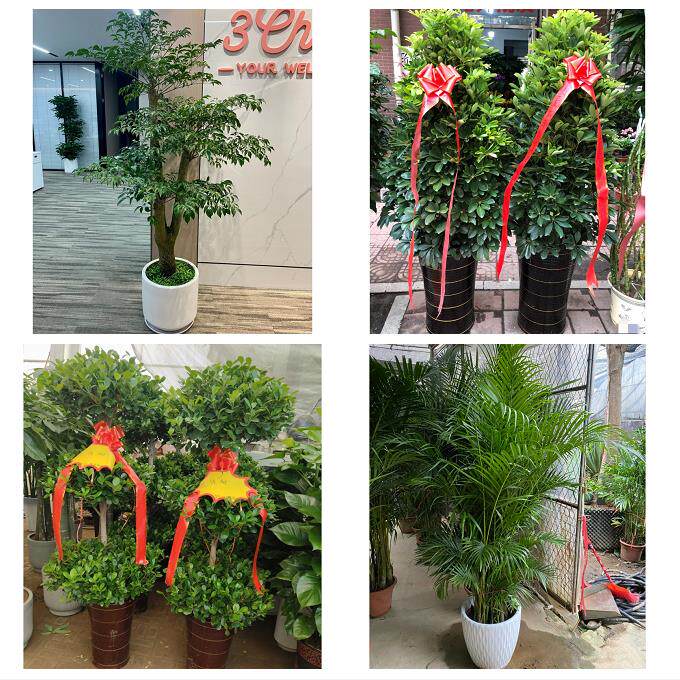 发财树招财树送朋友公司开业上海市闵行区梅陇吴泾马桥镇同城花店